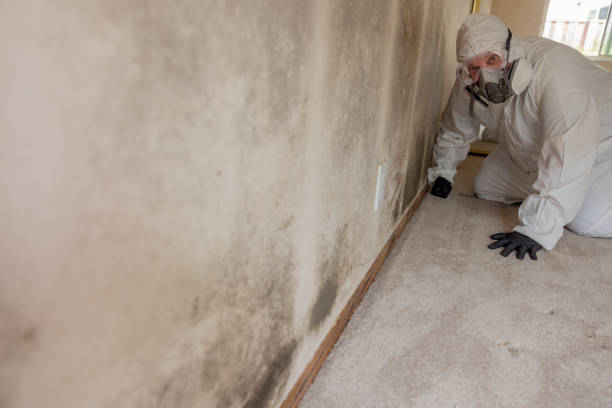 Best Mold Odor Removal Services  in North Bend, WA